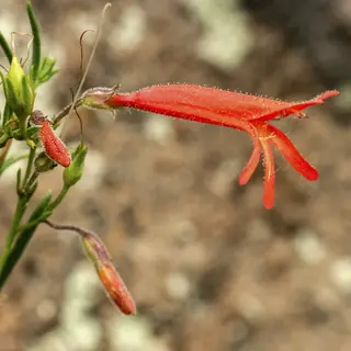 Pineleaf Penstemon (Penstemon pinifolius), fall color