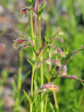 Pineleaf Penstemon (Penstemon pinifolius), bloom