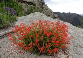 Pineleaf Penstemon