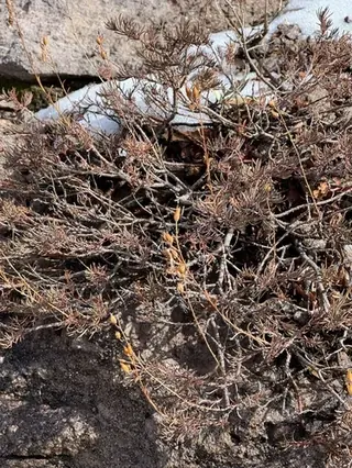 Pineleaf Penstemon (Penstemon pinifolius), mature form