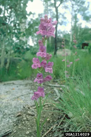 Side-bells Penstemon (Penstemon secundiflorus), foliage