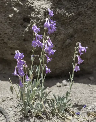 Side-bells Penstemon (Penstemon secundiflorus), mature form