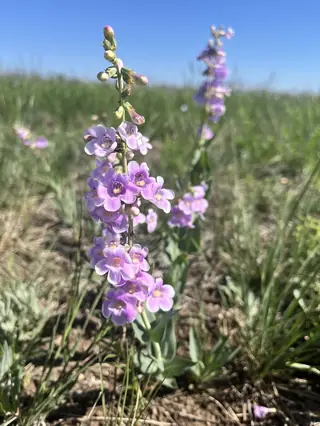 Side-bells Penstemon