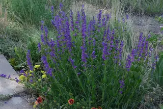 Rocky Mountain Penstemon (Penstemon strictus), mature form