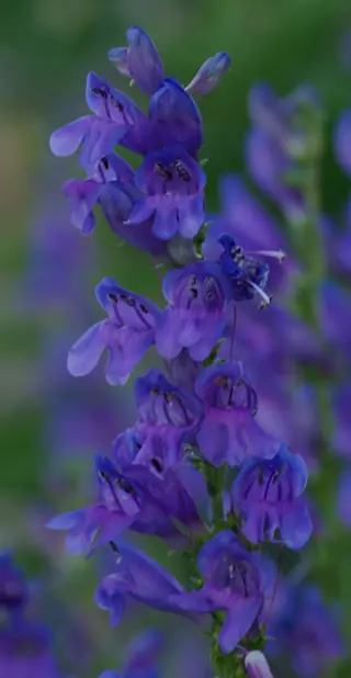Rocky Mountain Penstemon (Penstemon strictus), bloom
