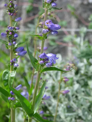 Rocky Mountain Penstemon (Penstemon strictus), foliage