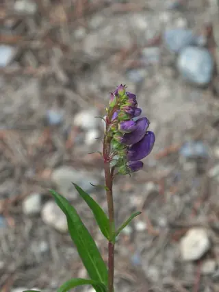 Rocky Mountain Penstemon (Penstemon strictus), fall color