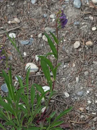 Rocky Mountain Penstemon (Penstemon strictus), habit