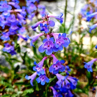 Blue Mist Penstemon (Penstemon virens), foliage