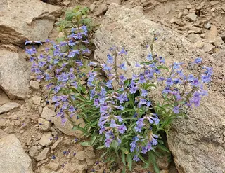 Blue Mist Penstemon (Penstemon virens), mature form