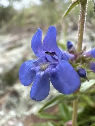Blue Mist Penstemon (Penstemon virens), bloom
