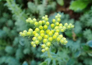 WINTER FIRE® sedum (Petrosedum rupestre 'Rice Creek'), foliage
