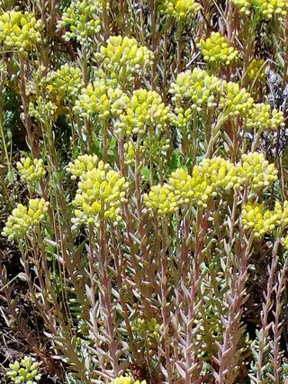 WINTER FIRE® sedum (Petrosedum rupestre 'Rice Creek'), fall color