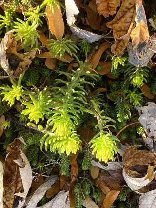 WINTER FIRE® sedum