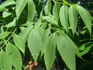 Amur corktree (Phellodendron amurense), fall color