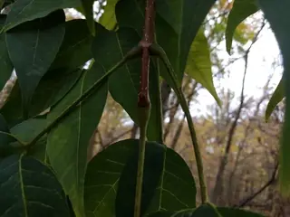 Amur corktree (Phellodendron amurense), habit