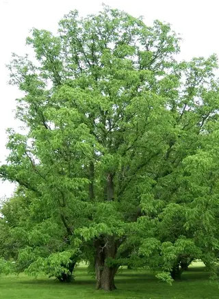 Corktree, Amur corktree