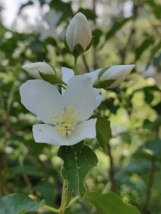 Lewis's mock orange (Philadelphus lewisii), foliage