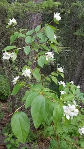 Lewis's mock orange