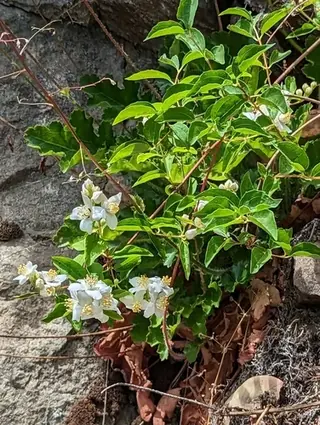 Lewis's mock orange (Philadelphus lewisii), mature form