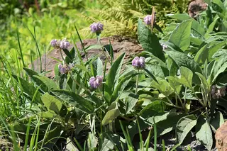 Cashmere Sage (Phlomis cashmeriana), foliage
