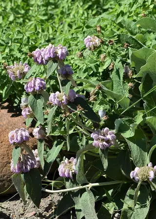 Cashmere Sage (Phlomis cashmeriana), mature form