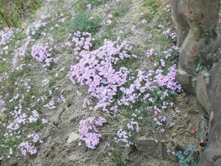 Creeping phlox / moss phlox