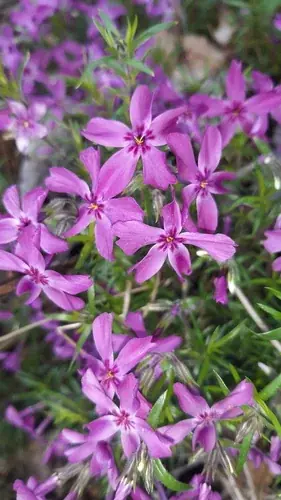 Creeping phlox / moss phlox (Phlox subulata), mature form