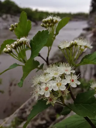 Common ninebark (Physocarpus opulifolius), fall color