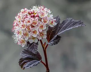 Common ninebark