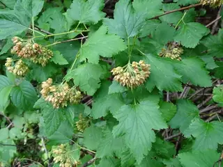 Common ninebark (Physocarpus opulifolius), bloom