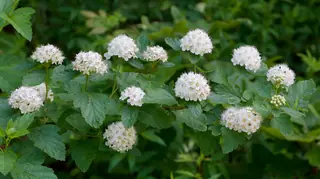 Common ninebark (Physocarpus opulifolius), mature form