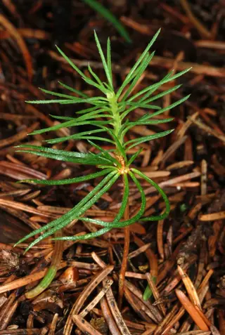Norway: Cupressina Spruce (Picea abies), bloom