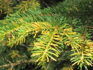 Norway: Cupressina Spruce (Picea abies), fall color