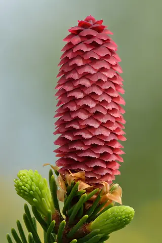 Norway: Cupressina Spruce (Picea abies), habit