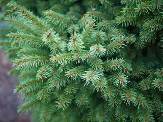 Norway: Cupressina Spruce (Picea abies), foliage
