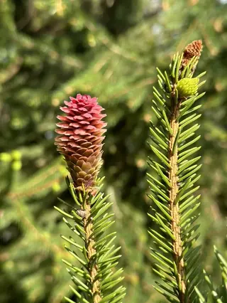 Norway: Cupressina Spruce (Picea abies), mature form