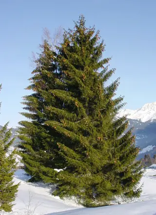 Spruce, Norway: Cupressina