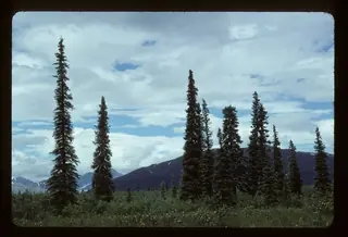 Spruce, Black Hills 'Densata', 'Wiskey Blue Hills'