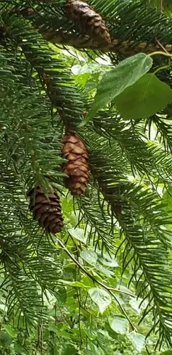 Black Hills Spruce (Picea glauca), mature form