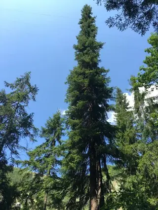 Spruce, Serbian