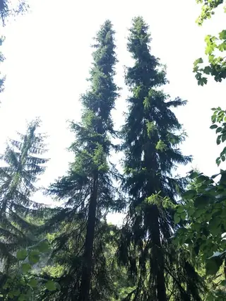 Serbian Spruce (Picea omorika), mature form