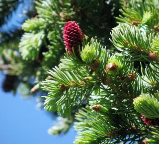 Colorado Spruce (Picea pungens), fall color