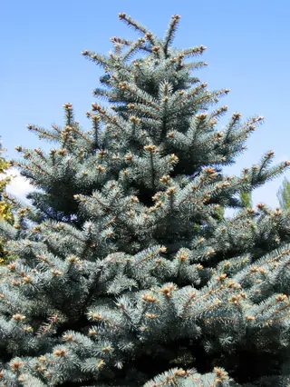 Spruce, Colorado