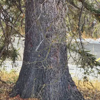 Colorado Blue Spruce bark