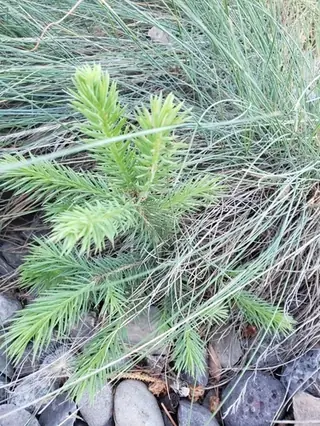 Colorado Spruce (Picea pungens), foliage