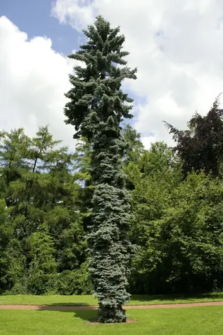 Spruce, Colorado Blue: BABY BLUE®, Baby Blue Eyes, Bakeri, Fastigiata, Fat Albert, Hoopsi, Colorado Weeping, Sester Dwarf