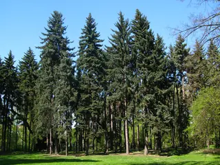 Colorado Blue: Spruce (Picea pungens glauca), mature form