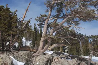 Pine, Bristlecone(foxtail) (Pinus aristata), mature form