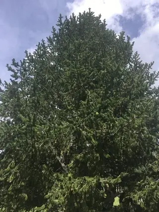 Pine, Bristlecone(foxtail)